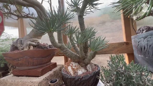 IF YOU COLLECT PLANTS STOP AND WATCH THIS: GARDEN GNOME GREENHOUSE TOUR W/ @CHARLIESUCCS смотреть онлайн