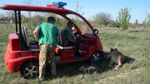 МИРОН ,ЛИЗА ,МАРСЕЛЬ ,все на месте ,всех накормили  !!! Тайган .Крым