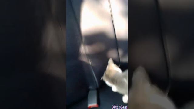 Котёнок Дымок смотреть онлайн