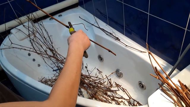 Размножение винограда,легко и просто смотреть онлайн