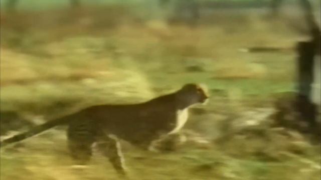 Прямохождение - тупик теории эволюции. ПАЛЕОАНТРОПОЛОГИЯ против ЭВОЛЮЦИИ. смотреть онлайн