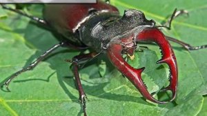 Насекомые вредители леса ❦ Жуки ❦ Игры для детей ❤