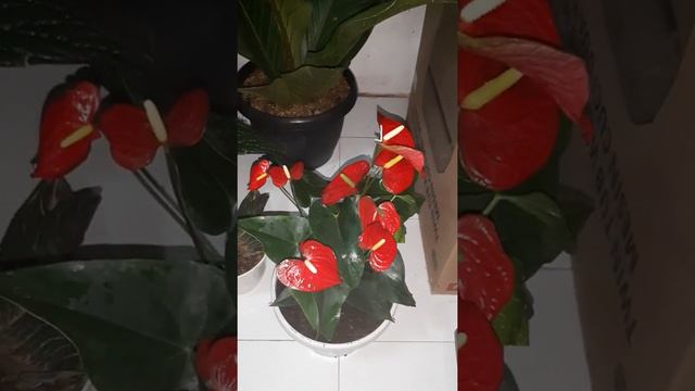 Anthurium bunga merah..anthurium keris dan anthurium cobra смотреть онлайн