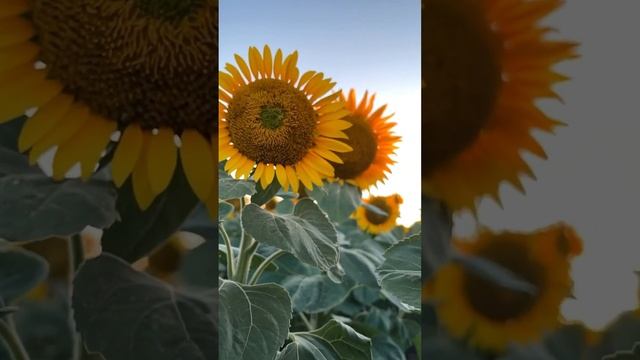 А вы знали что,Подсолнухи являются символами веры, верности и обожания? #подсолнухи #вера #верность смотреть онлайн