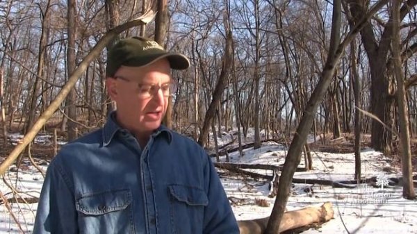 How to identify Amur honeysuckle (Lonicera maackii)