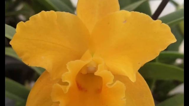 Our assorted Cattleya смотреть онлайн
