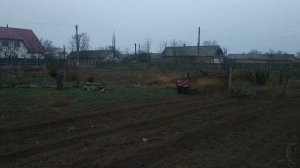 Как правильно посадить косточки миндаля Делаем саженцы сами!!!