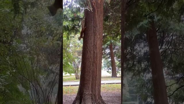 Чани ПЕРВЫЙ РАЗ видит белок🐿 🐕Прогулка с Чани и БЕЛКАМИ смотреть онлайн