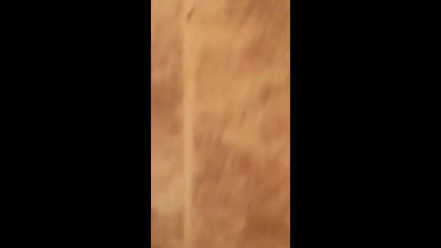 Чешуйница бегает по стене смотреть онлайн