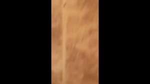 Чешуйница бегает по стене