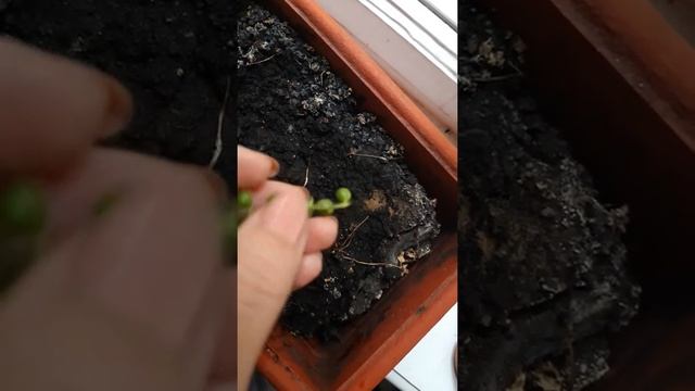 Крестовник роули смотреть онлайн