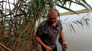 Рыбалка на дикаре | Ловля белого амура в сентябре | Карпфишинг на диком водоеме