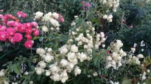 Супер обильные почвопокровные розы