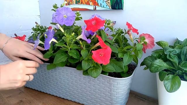 ПЕТУНИЯ - ЛЕГКО! Чем удобрять петунии? Добавлю удобрение длительного действия смотреть онлайн