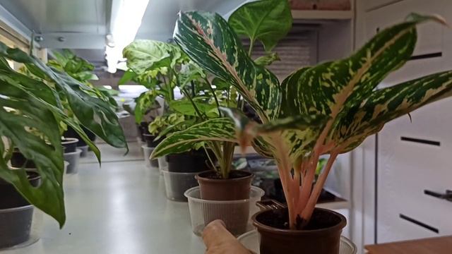 РАЗНАЯ ЦЕНА на ЦВЕТЫ 🌺 ПОЧЕМУ⁉️ смотреть онлайн