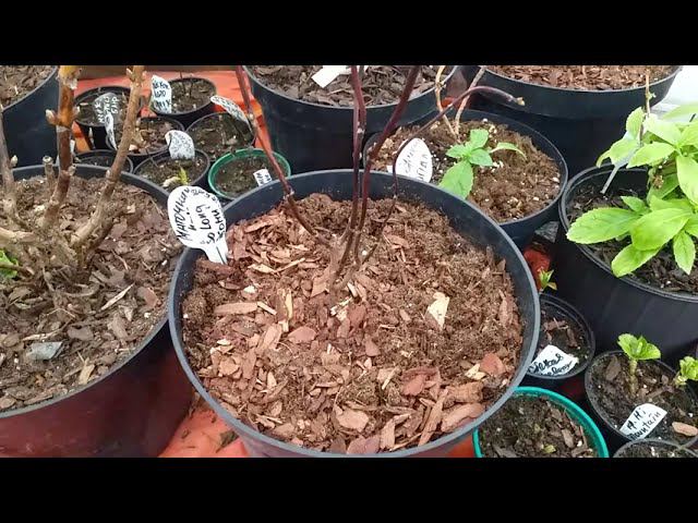 Саженцы гортензий. Обработка от клеща. Крупнолистные гортензии в неотапливаемой теплице смотреть онлайн