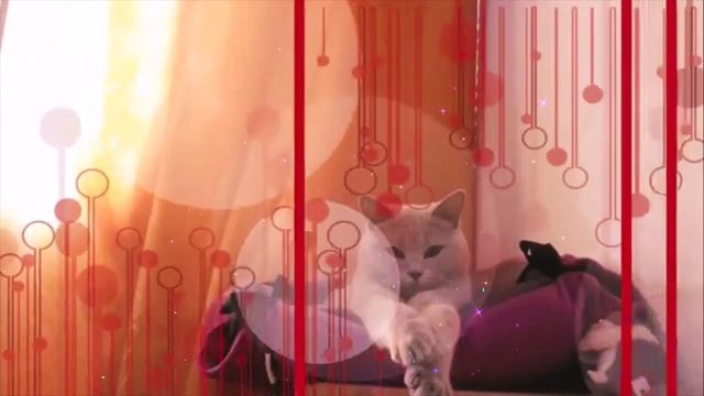В мире животных...История приобретения Британской кошечки. смотреть онлайн