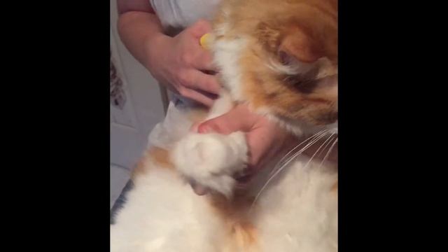 How to cut your cats claws! смотреть онлайн