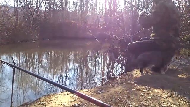 Кошка рыболов и осенний японский бычок, оборванная удочка. смотреть онлайн