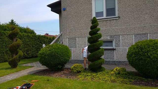 Cięcie artystyczne iglaków stihl i husqvarna shaping shrubs cięcie spirali niwaki bonsai topiary смотреть онлайн