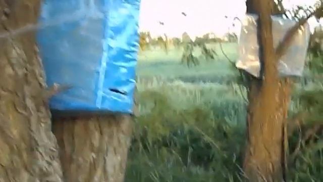 Как поймать пчел. Ловля роев картонными ловушками смотреть онлайн