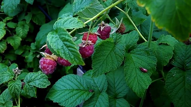 Малина в Сибири/Raspberry In Siberia