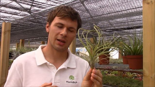 Tillandsia balbisiana (Planta Brutt video 22) Español смотреть онлайн