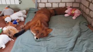 Как лис Альф проводит выходные