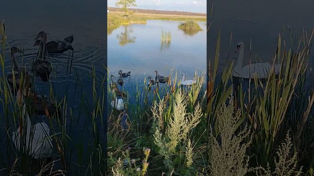 Самарская область, Кинель-Черкасский район, село Первомайское, август 2023. смотреть онлайн