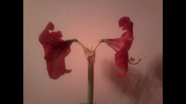 Амариллис - гипеаструм смотреть онлайн