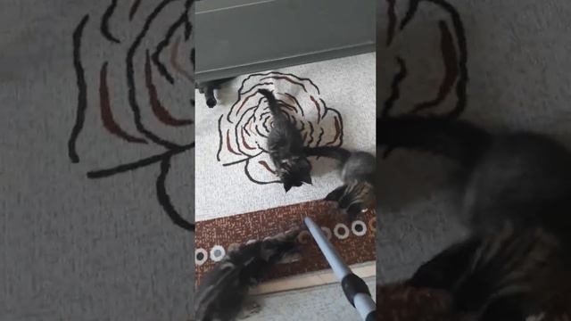 Питомник мейн кунов RoxyCoon. Воспитание смелости 😊 смотреть онлайн