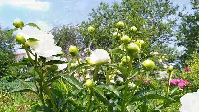 КОЛЛЕКЦИЯ ПИОНОВ В МОЁМ САДУ. смотреть онлайн