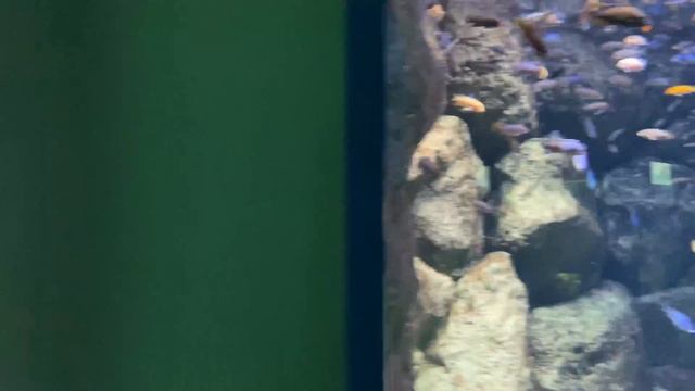 МОСКВАРИУМ на ВДНХ / Гуляем всей семьей / ОГРОМНОЕ количество рыбы ( Moscow Oceanarium ) смотреть онлайн