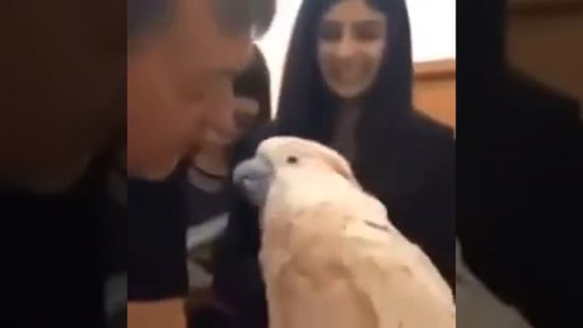 Иди поцелую-2 Разговорчивый какой смотреть онлайн