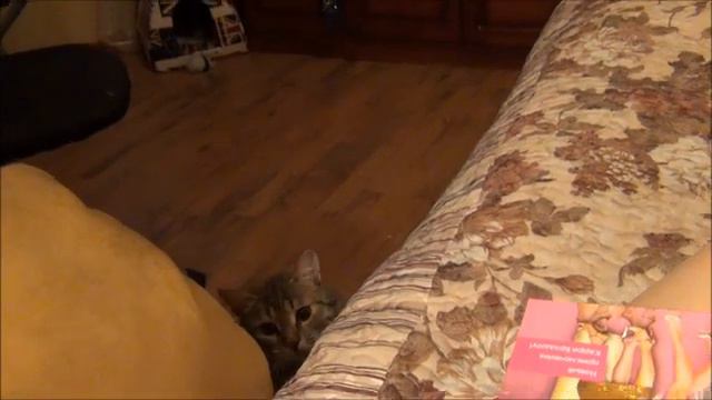 Наш домашний леопард Мася!!!) смотреть онлайн