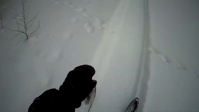 ПРИВАДА НА ЛИСУ ЗАРАБОТАЛА / ОХОТА НА ЛИС КАПКАНАМИ. смотреть онлайн