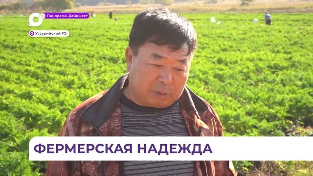 Урожай моркови собирают на сохранившихся после тайфуна полях в Приморье смотреть онлайн