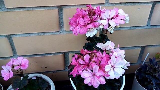 Ирида Фестиваль красок и другие сорта Татьяны Кощеевой смотреть онлайн