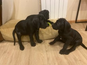 Щенки кане корсо