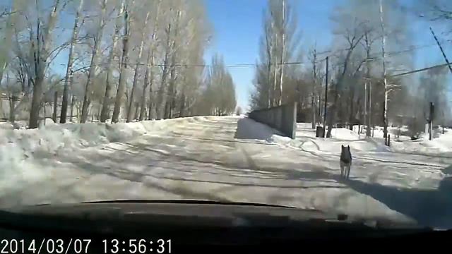 Куда катятся шигоны? Олени на дороге! смотреть онлайн