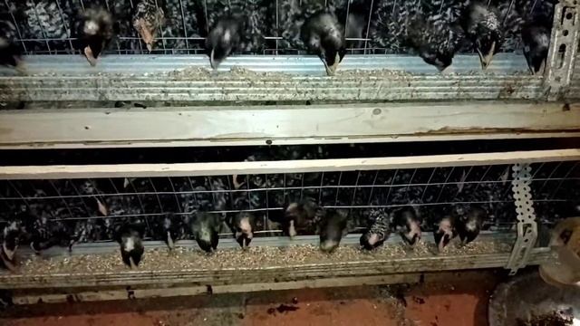 Цыплята Гриз бар вес в 3 недели. Венгерский великан. смотреть онлайн