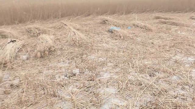 Каркасный дом. Заготовка тростника (камыша)