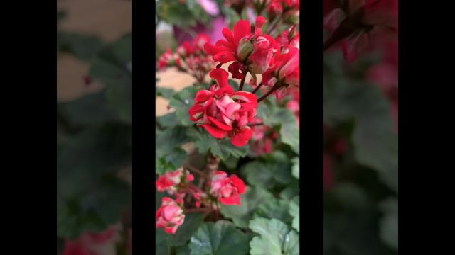 Цветущие пеларгонии в сентябре 2023….🌺
