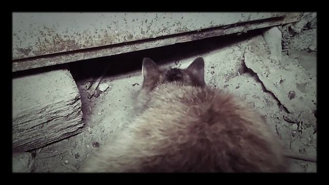 Уродливий кот не проходьте мимоволі умирающх животних смотреть онлайн