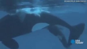 Рождение касатки.