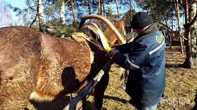 ЛОШАДИ/ПОКУПАЕМ КОБЫЛУ ТЯЖЕЛОВОЗА/horses/we buy mare смотреть онлайн