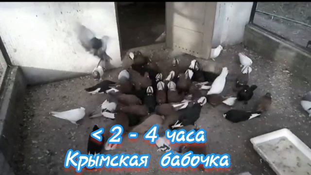 Обзор 10 пород высоколётных голубей. Часть 2 смотреть онлайн