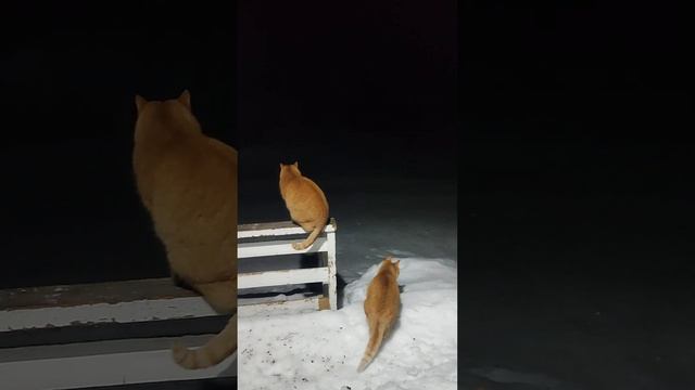 КОШКАМ не спится / Бусинка и Марусинка спать не дают смотреть онлайн