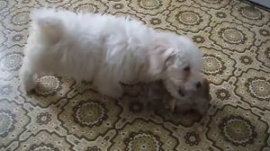 Бишон Фризе - первые трудности