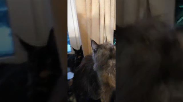 Всегда большой выбор котят Мейн-кун в питомнике! Котята на видео все уже в новых семьях! смотреть онлайн